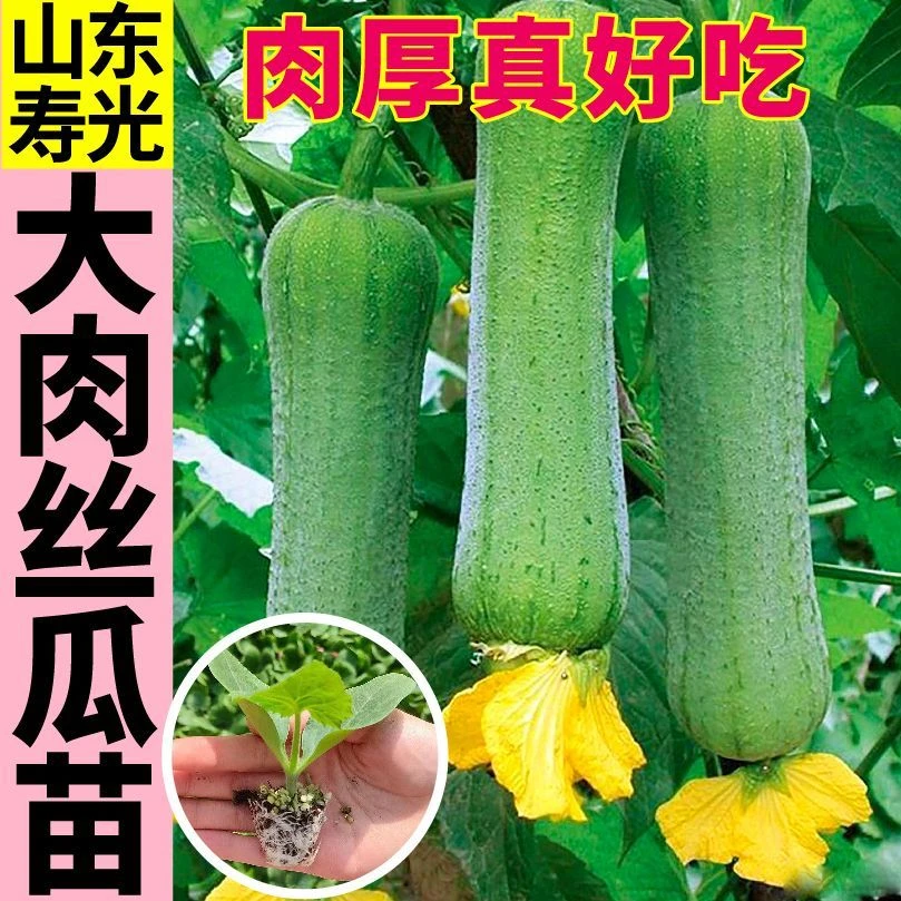 丝瓜秧苗抗病高产牛奶大肉丝瓜四季家庭阳台种菜盆栽种子黄瓜