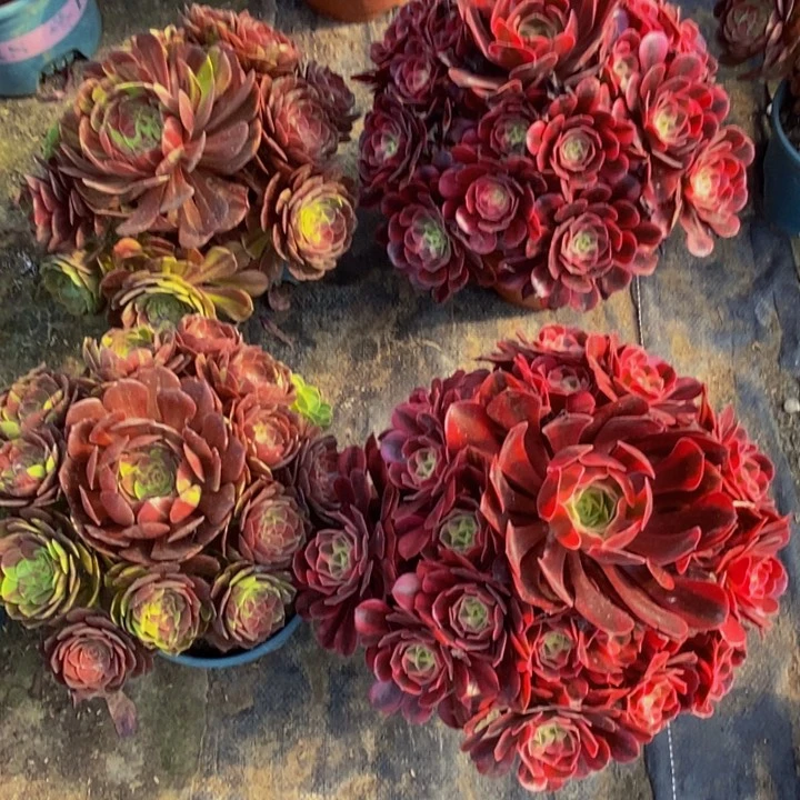 美杜莎加花叶月一组多肉植物