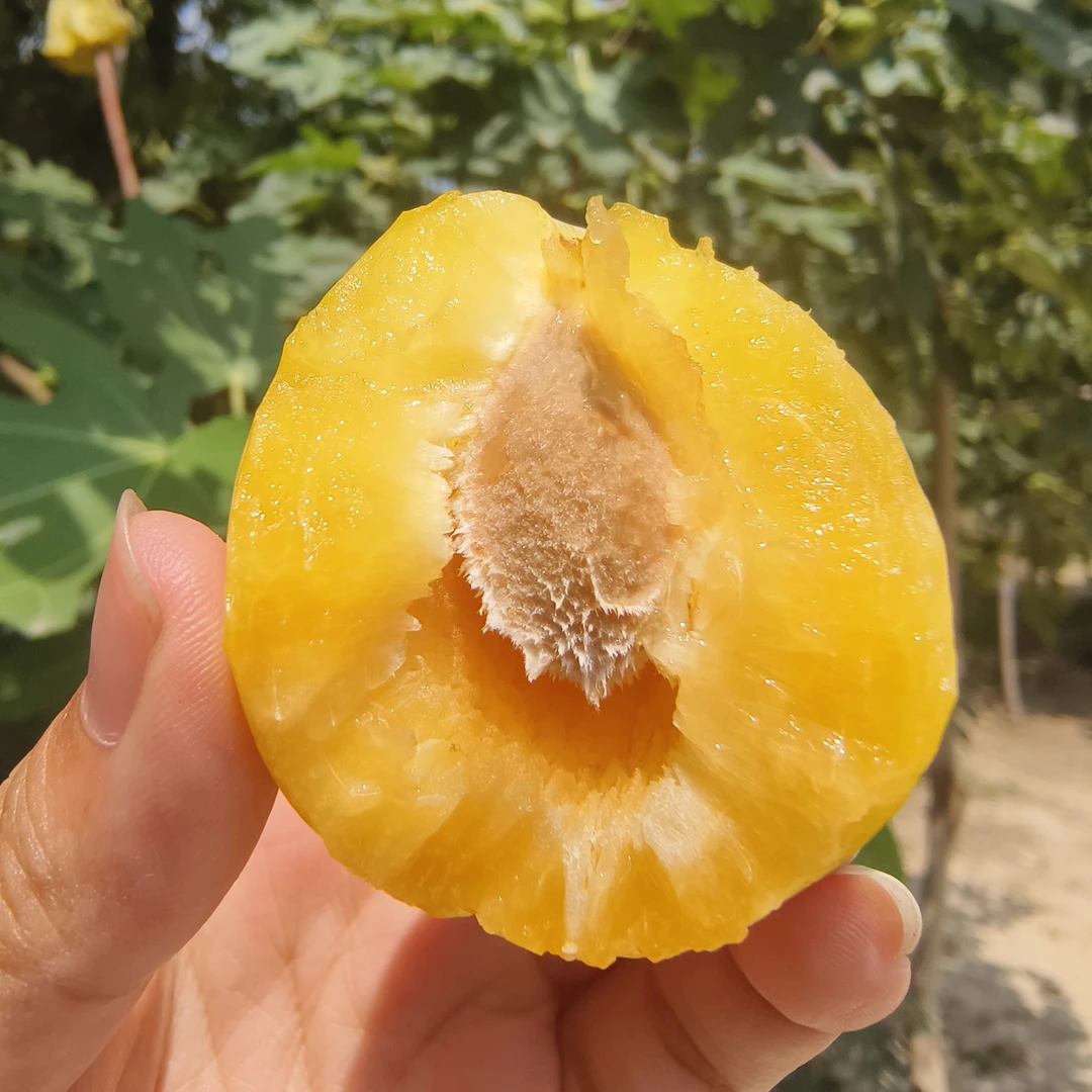 ［现摘现发］高山黄金西梅脆甜多汁软糯香甜应季孕妇水果