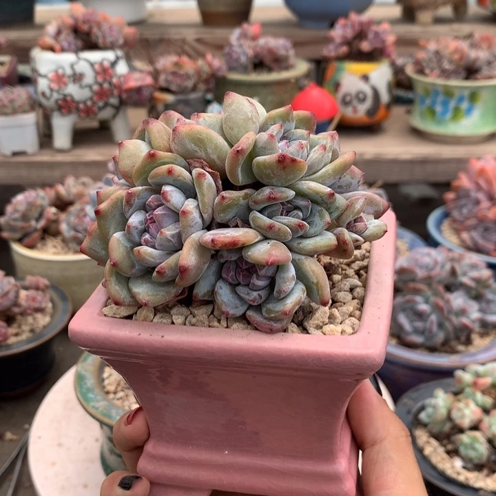 石榴籽小脸绿底小群