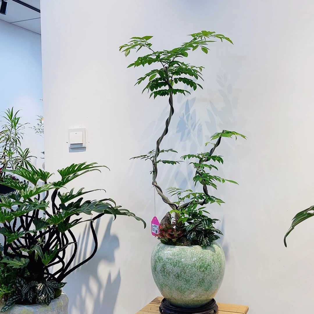 完全开放高端盆景一物一拍