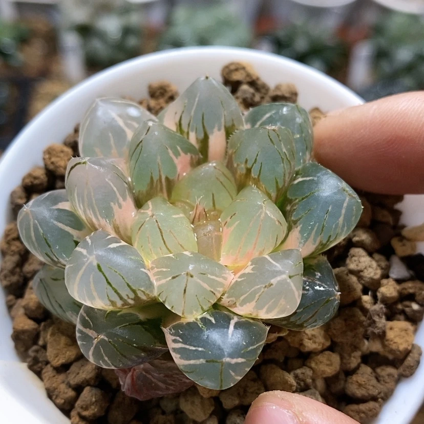 【闪购商品】119紫王