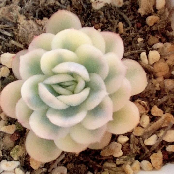 草莓冰一物一拍，