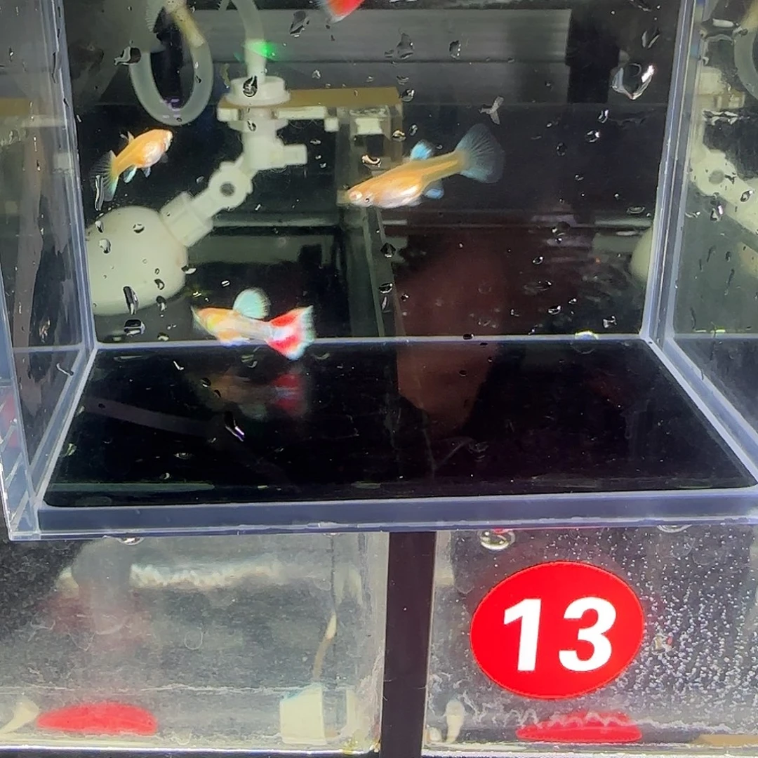 孔雀鱼火烧云二对