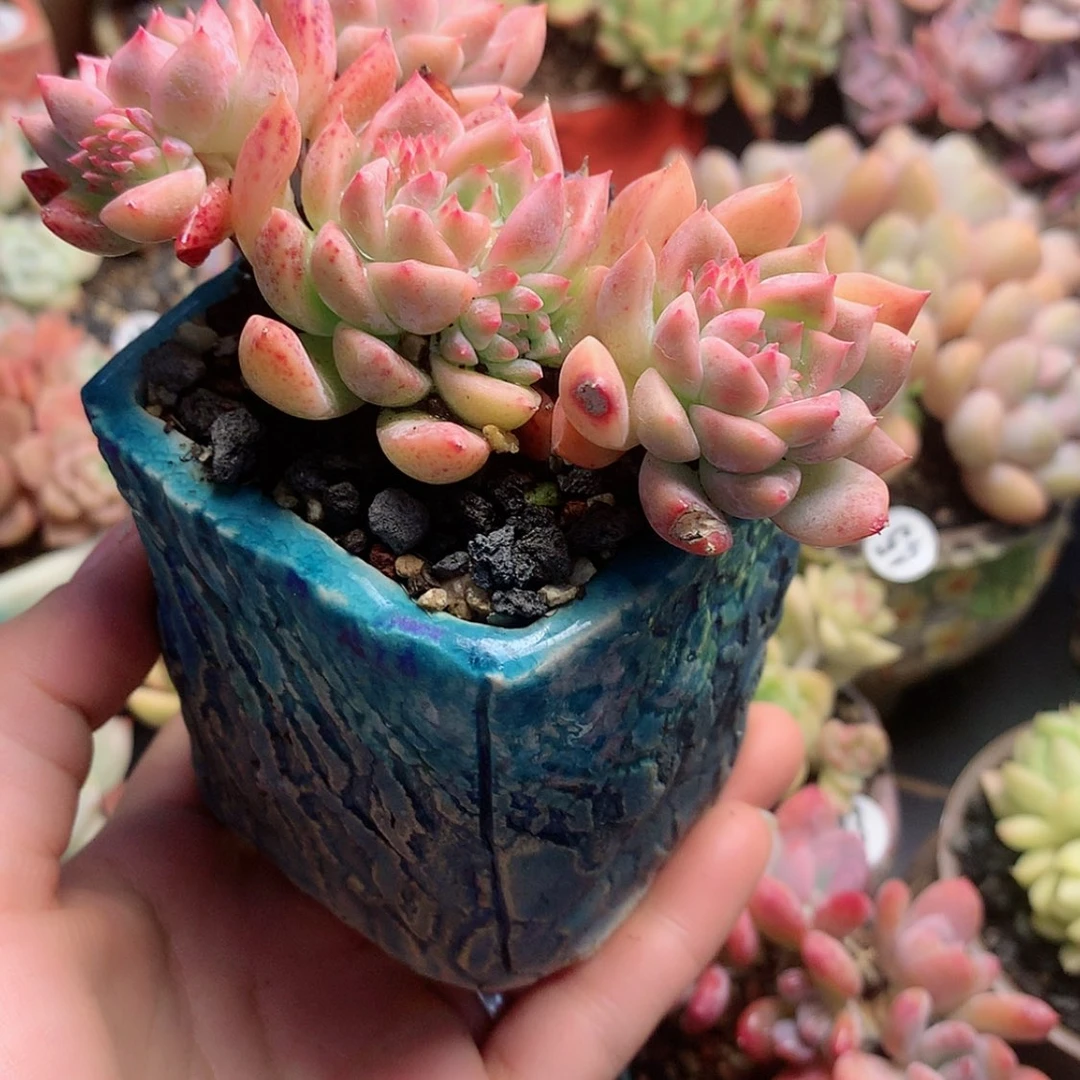 【闪购商品】悄**笑悄然微笑带盆