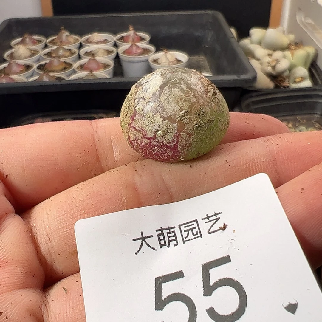 一物一拍。       55