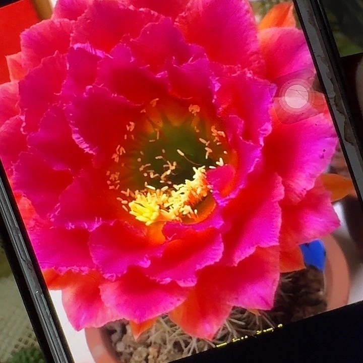 春春侧芽5公分左右毛花柱