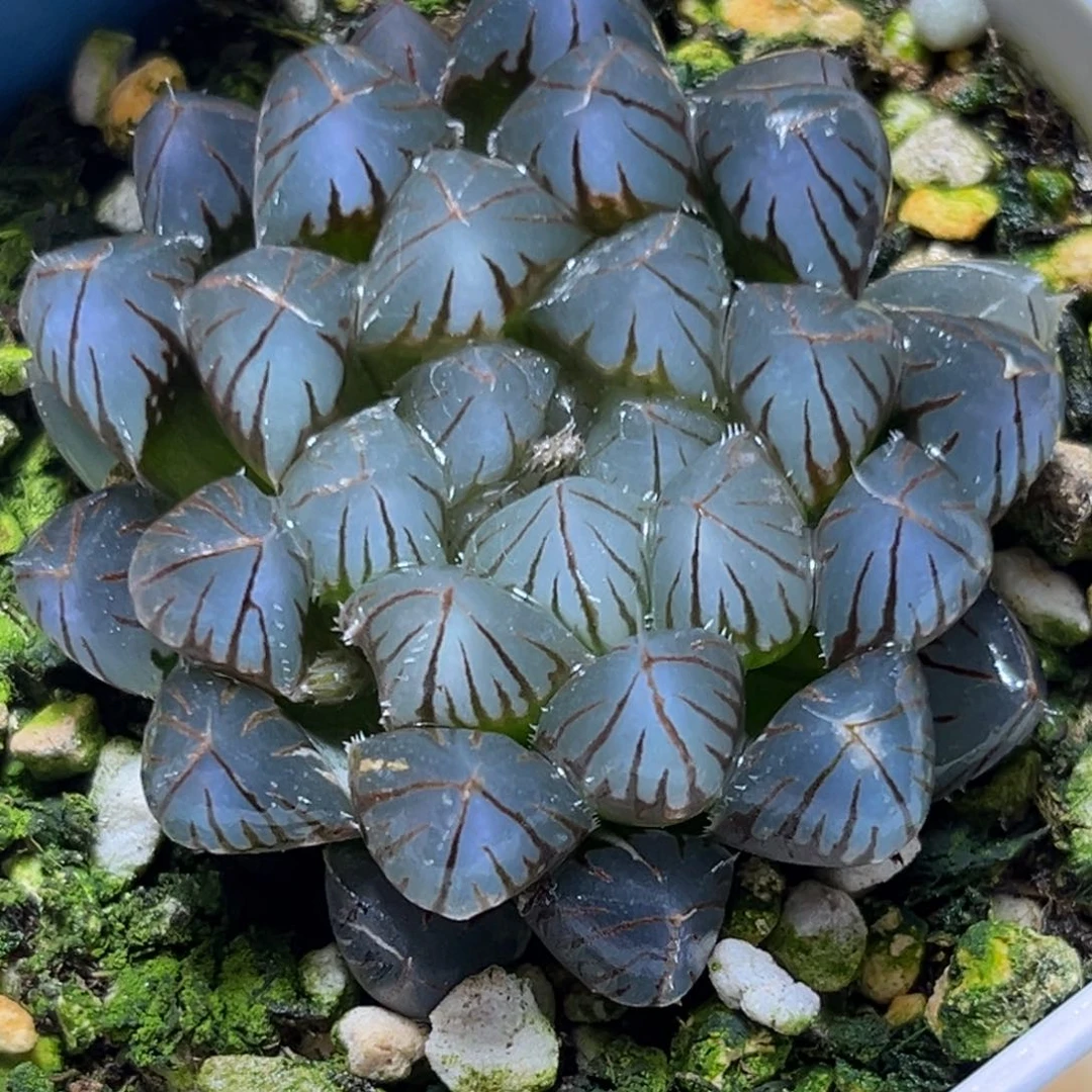 恭喜发财大吉大利980