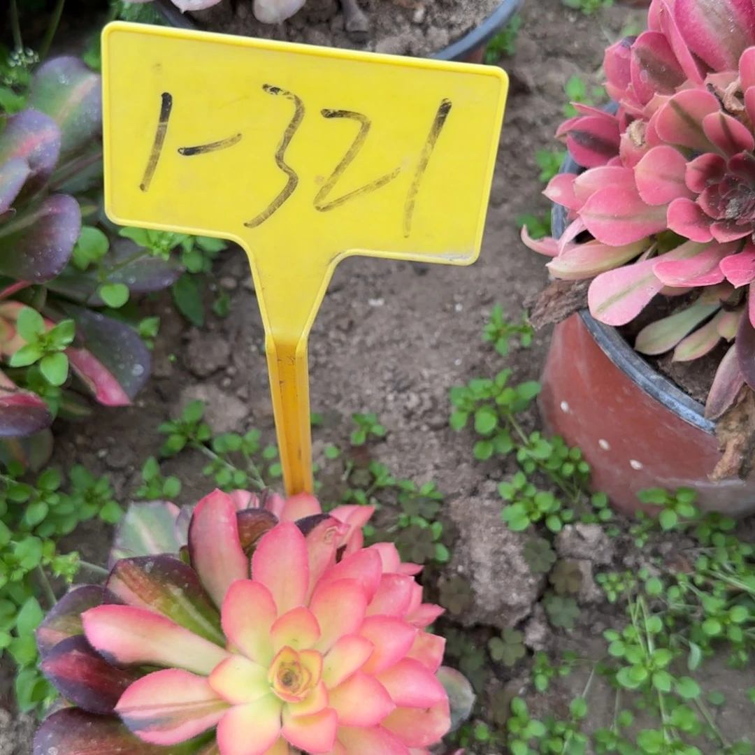 1-321-++多头多肉植物