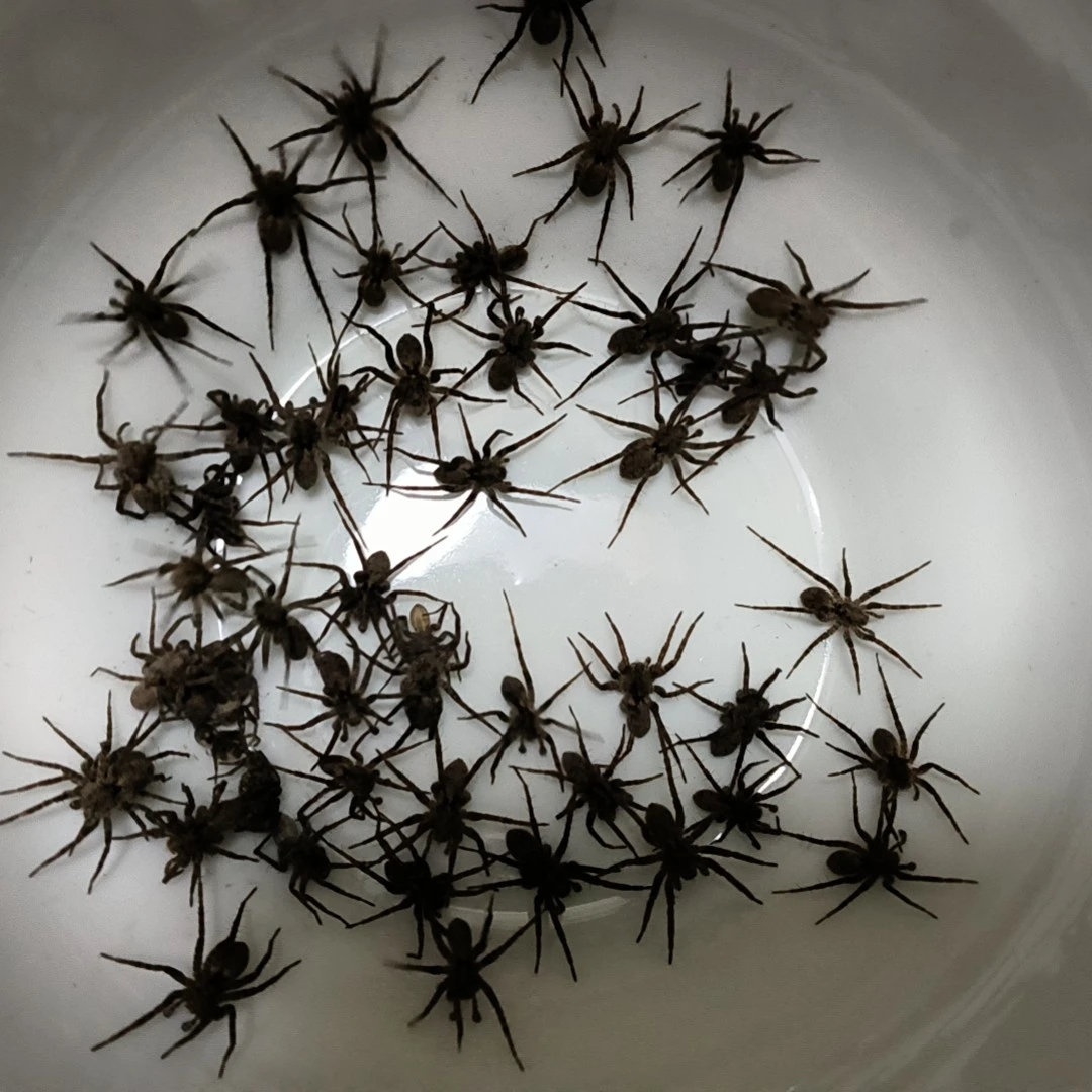 鸟用去火提性草蜘蛛地蜘蛛55只左右