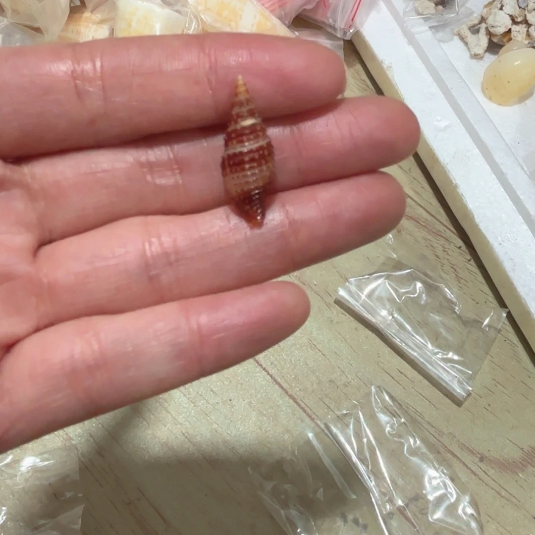 火***子天然海螺标本福利