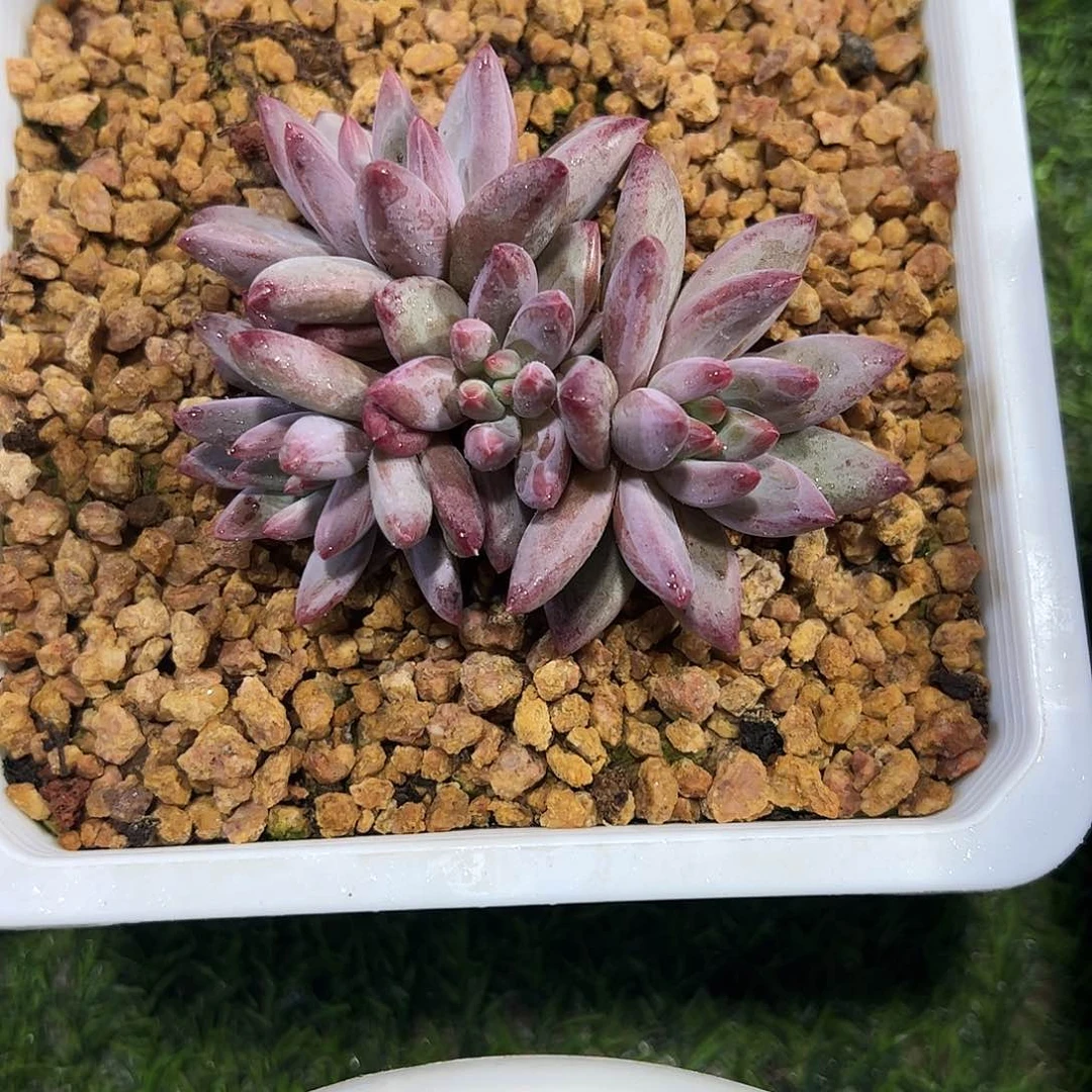 虞美人群多肉植物