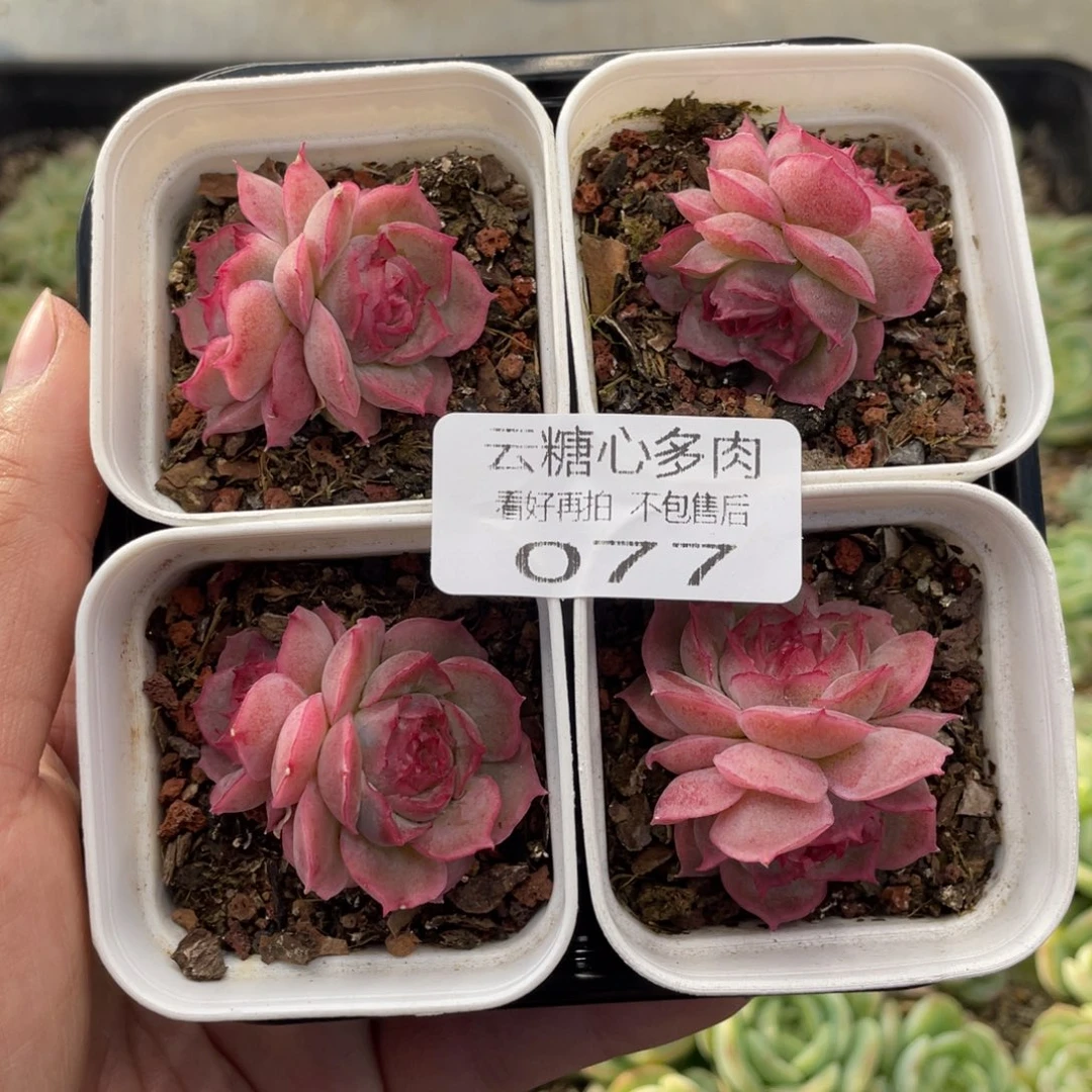 云糖心多肉植物77