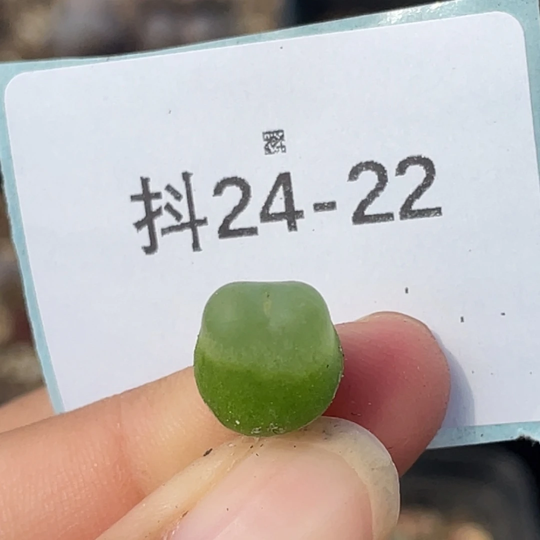 24-22拉登多肉植物