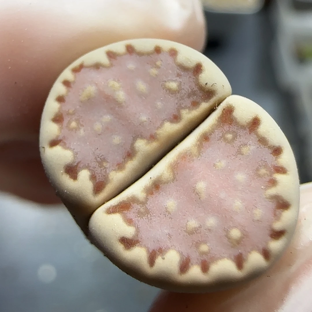 11.20   .013饼干。 5061