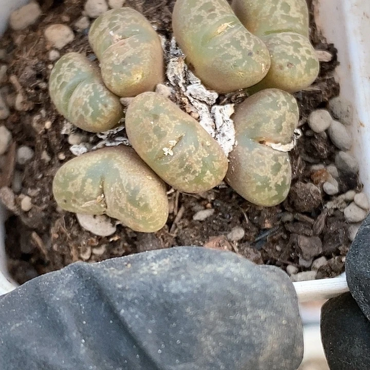 一**华桃喜花园0118-14勋章