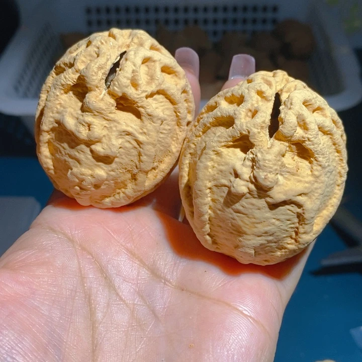 野生鬼脸乾坤核桃4855
