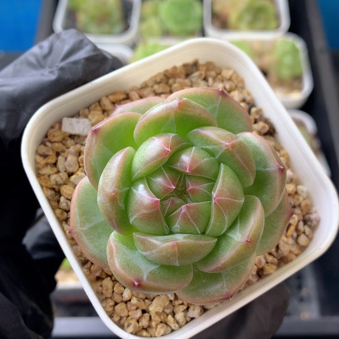 58包邮  群生不包整 129
