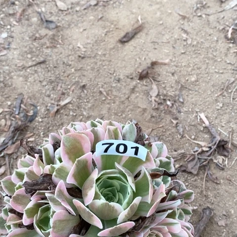 梅***愁粉女巫法师多肉植物701