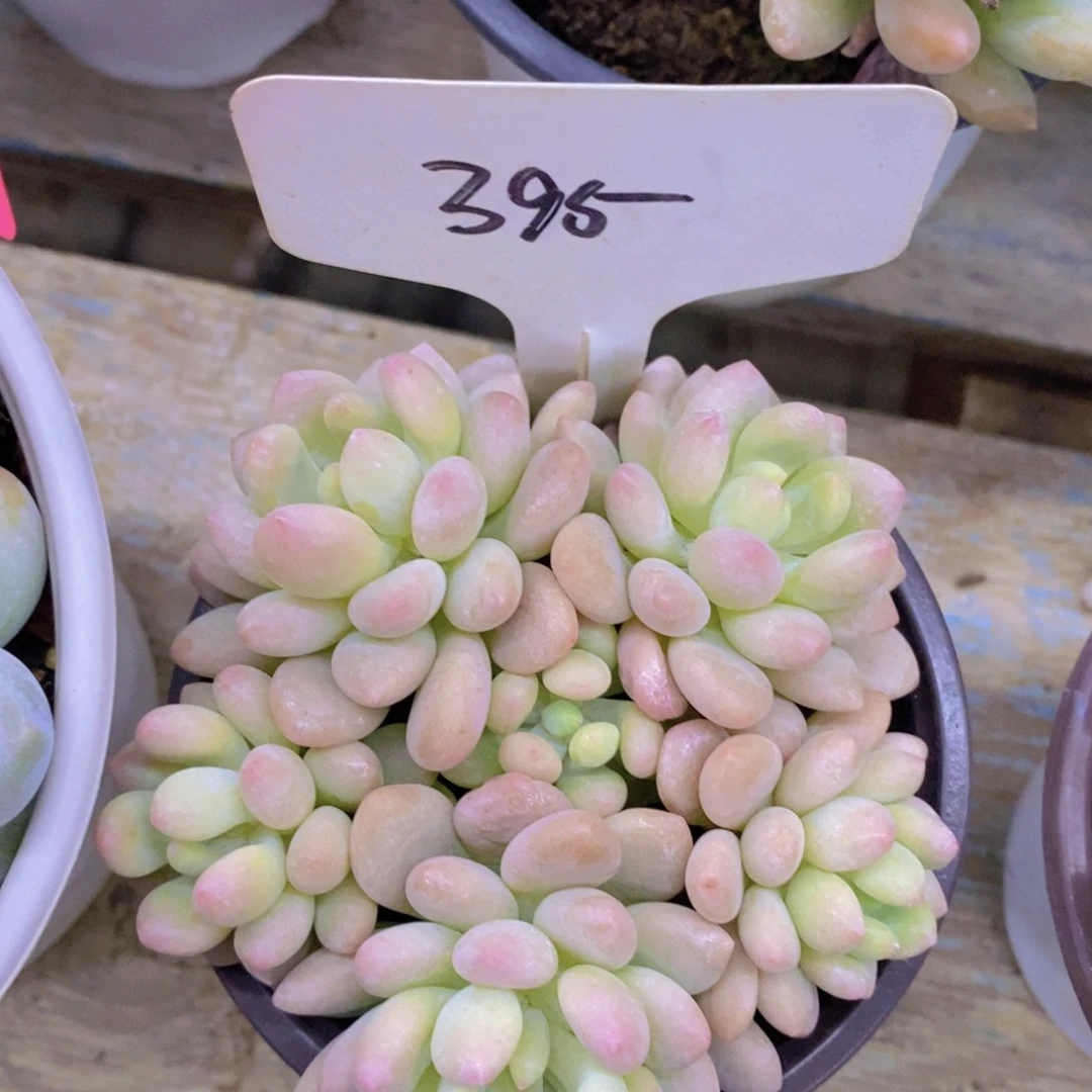 开心多肉，一物一拍，首播专场，一单包邮