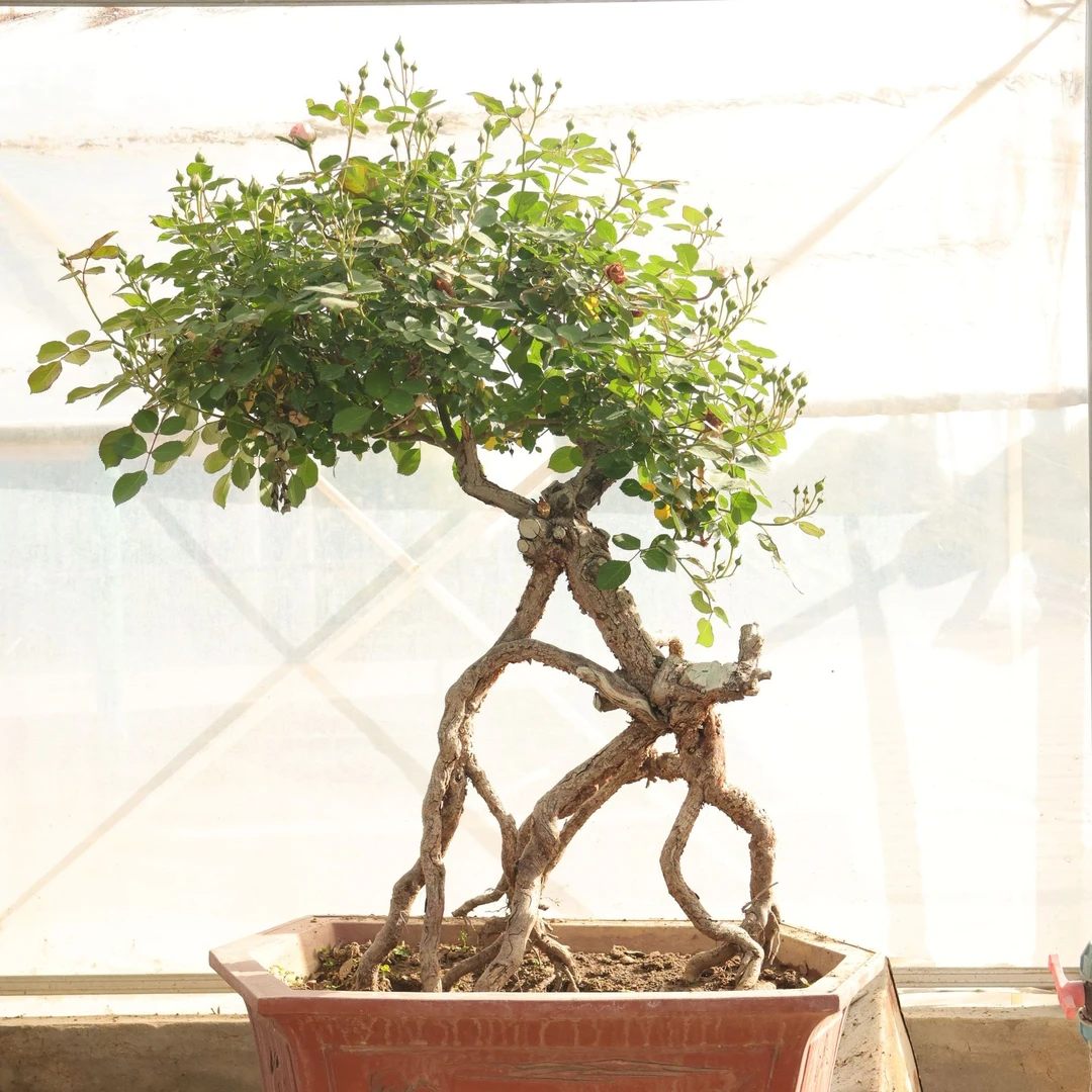 月季提根榆树盆栽造型独特根部发达绿植盆景月季