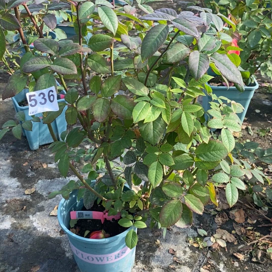 无花朵536玫瑰甜橙土球