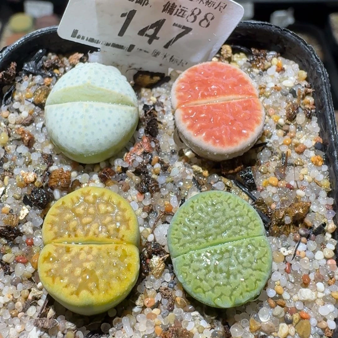 Sss清仓便宜出了147