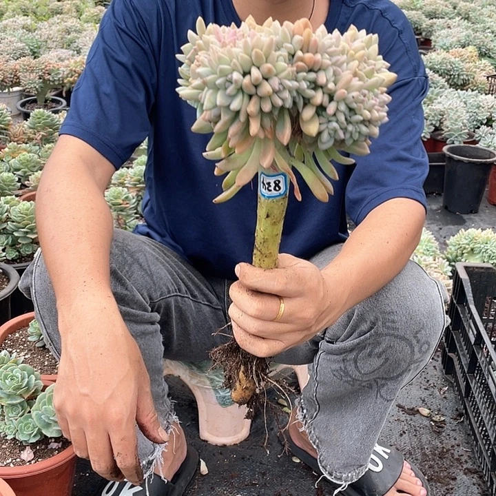 834 一物一拍淡雪缀
