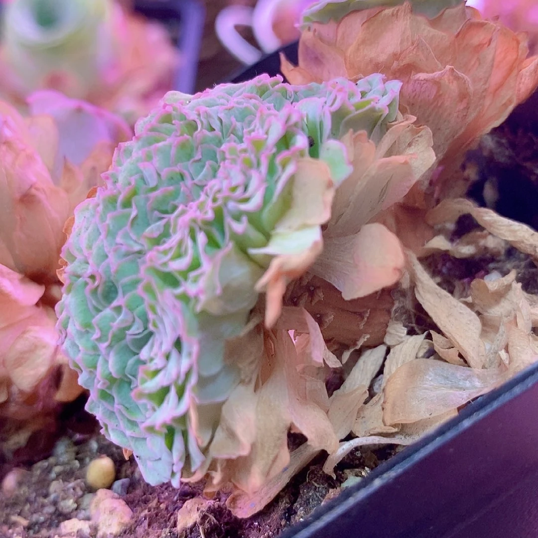 板缀一物一拍0088