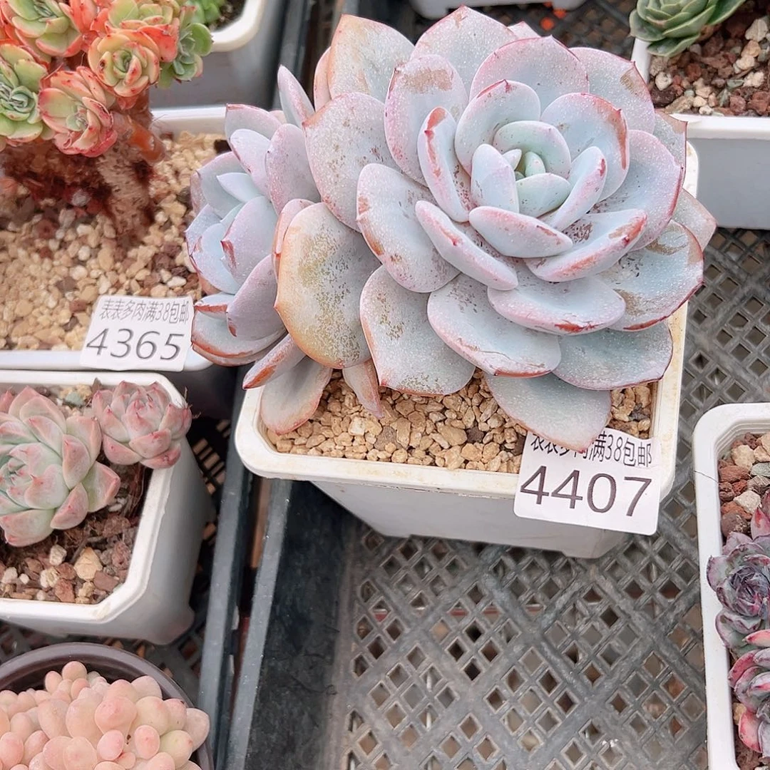 凡***尘无花朵多肉一物一拍植物4407