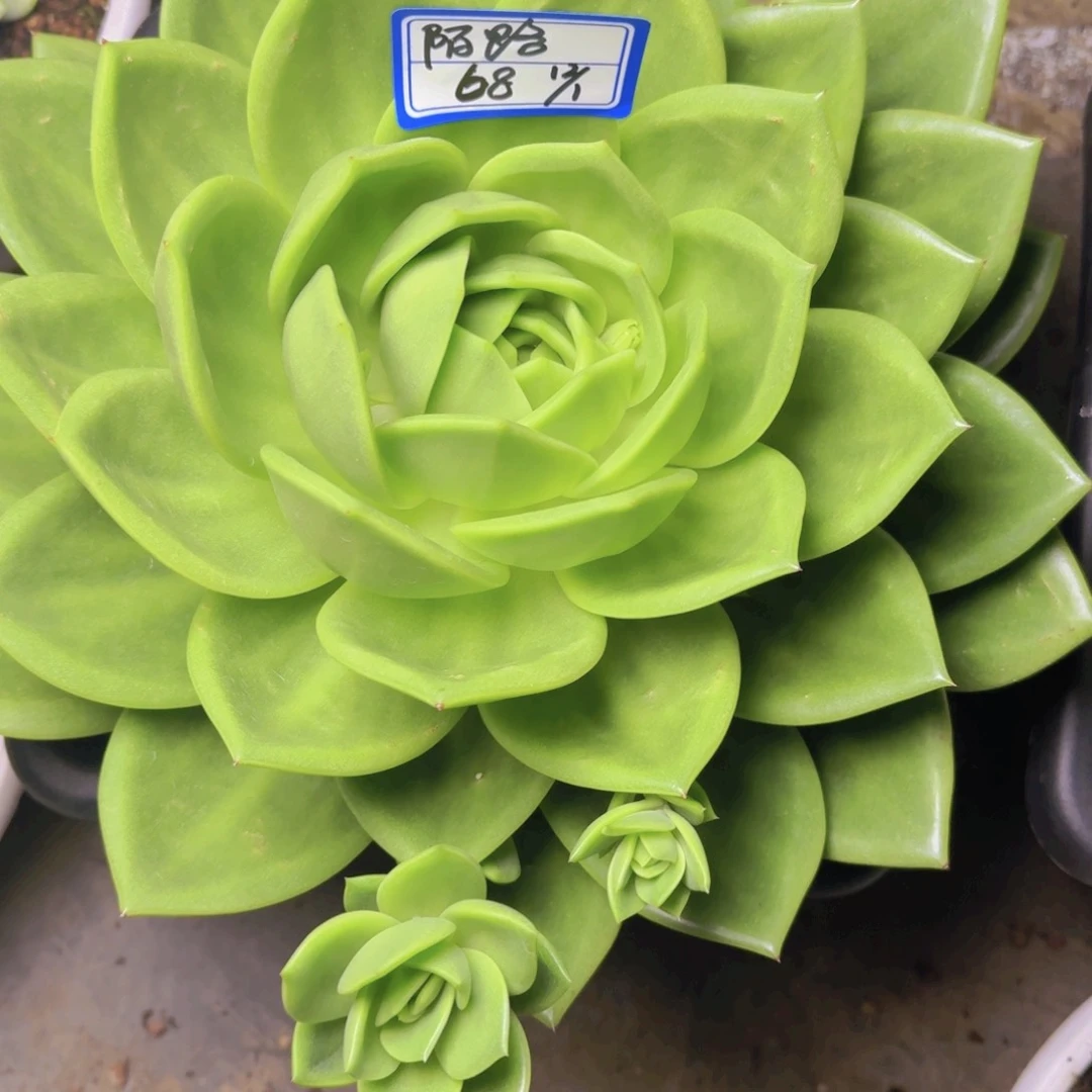 陌*い陌路翠花凡艺多肉