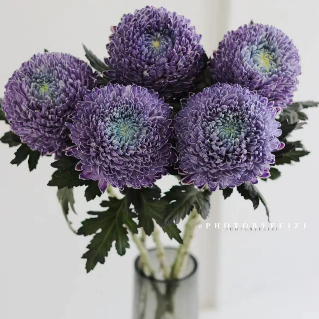 牡丹菊5枝｜花期长｜（两单顺丰）