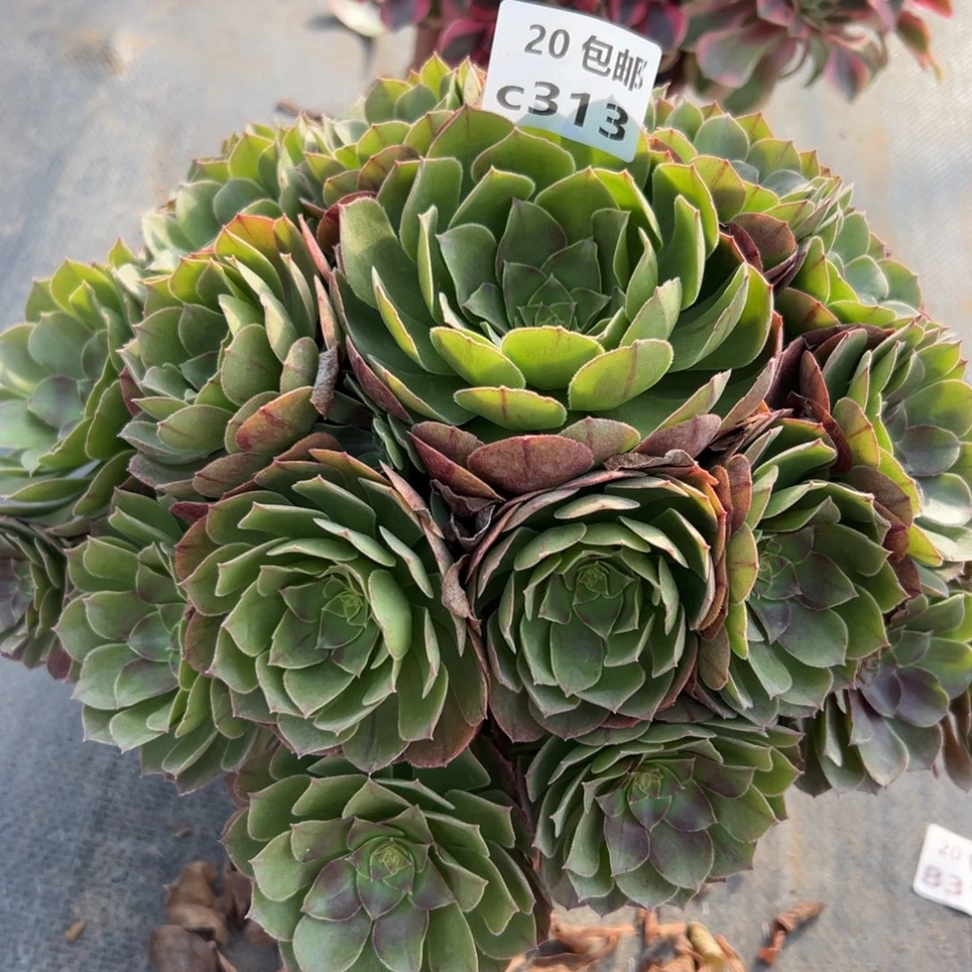 313沙拉碗，多肉法师