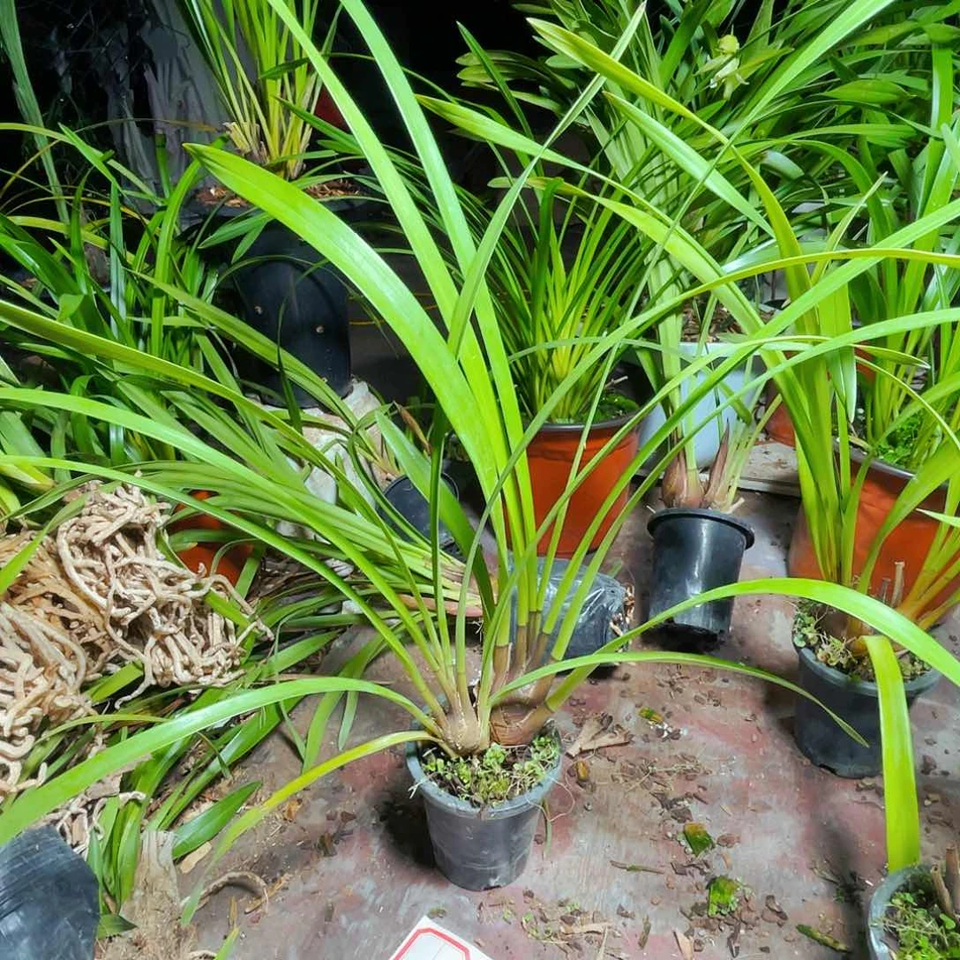 无花朵开花结果的是在这个时间的
