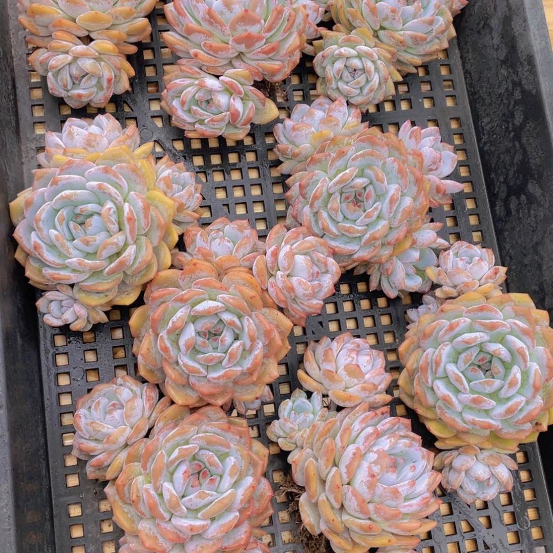 907号 韩版橙梦露母本大群生飘枝一个