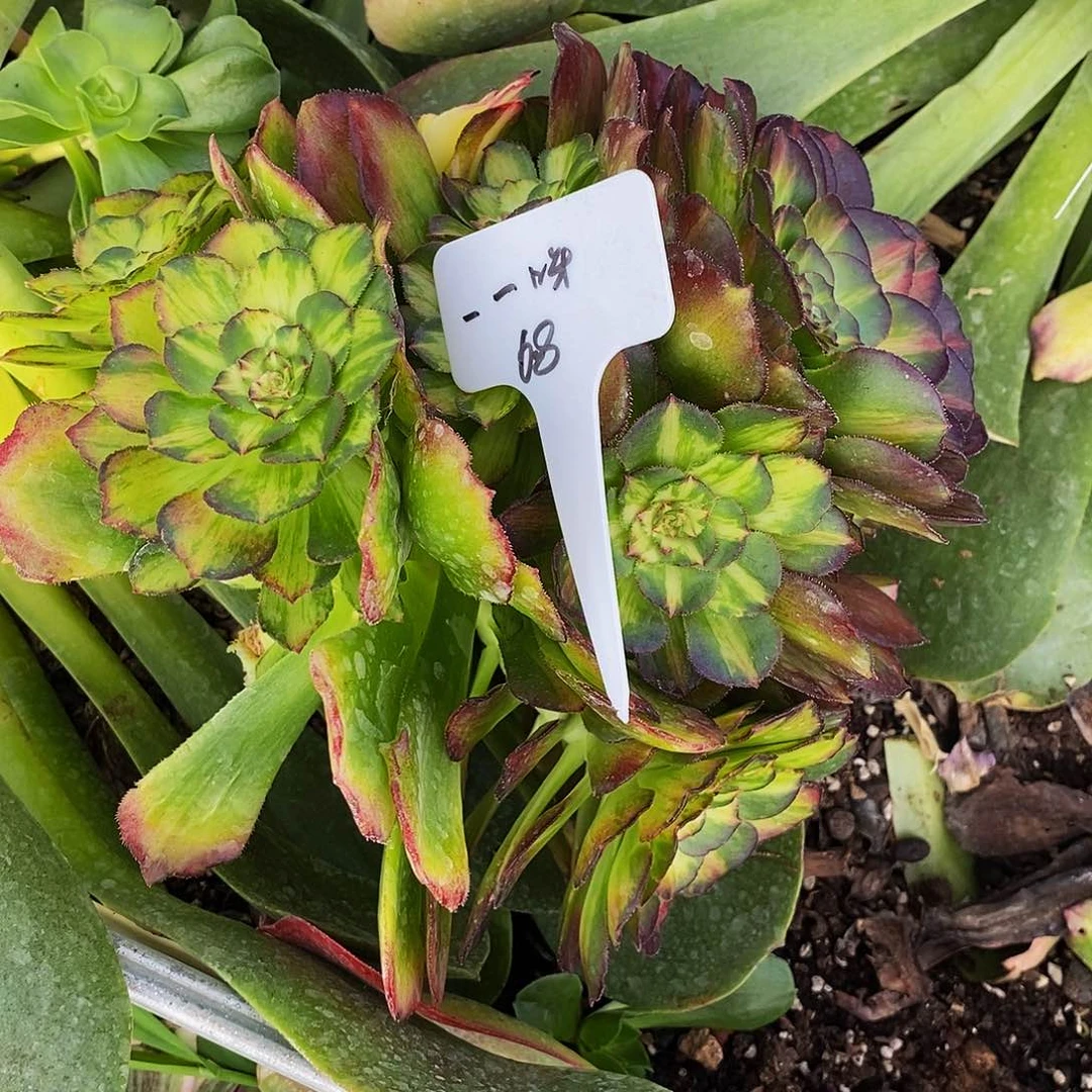 ?****上古园艺多肉植物