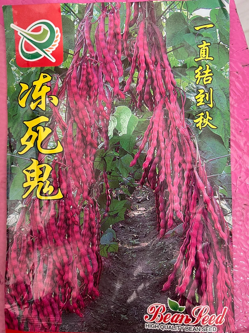 冻死鬼优质豆角种子