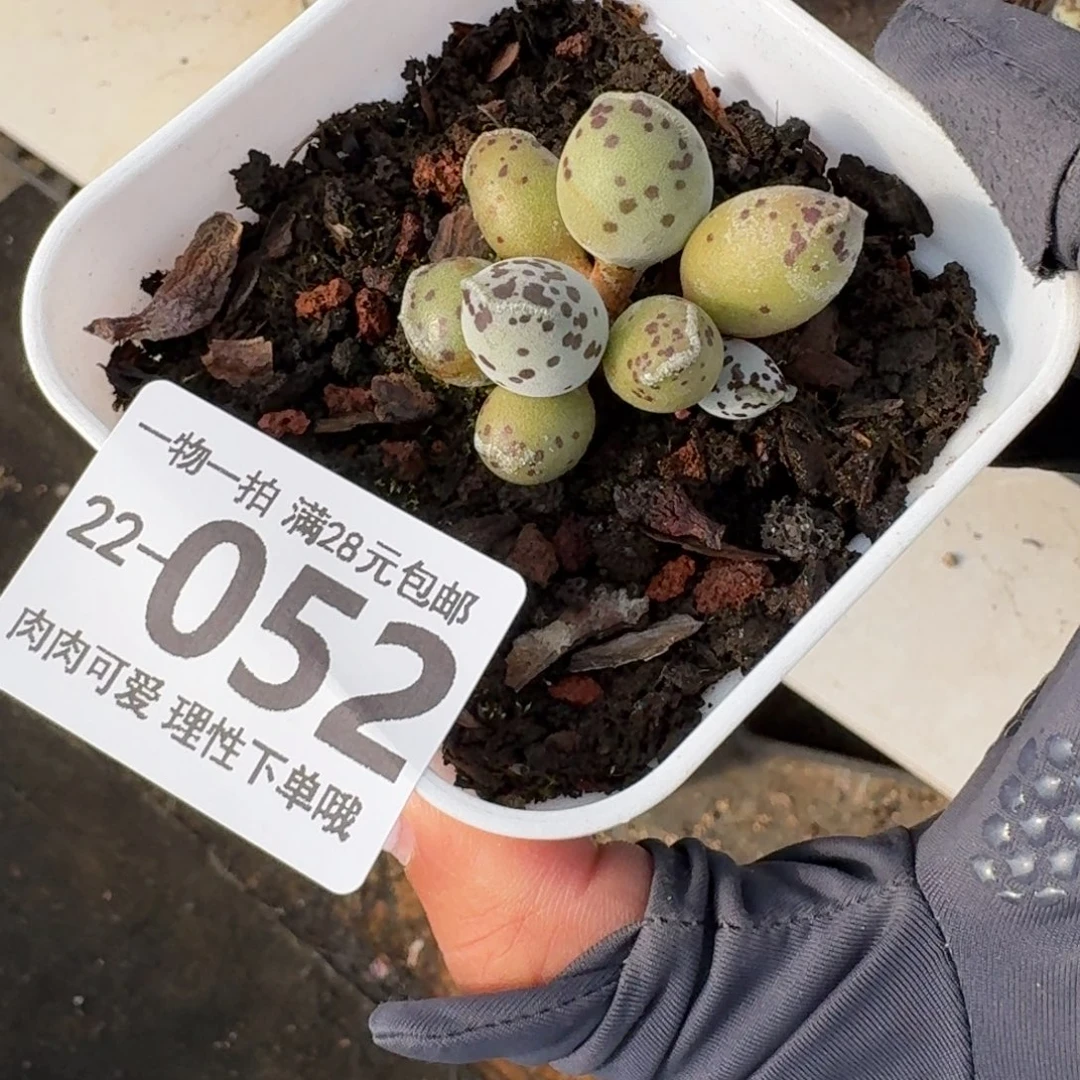 海豹会掉叶子不售后无盆土