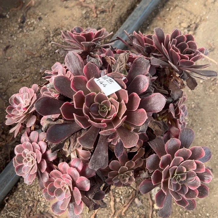 蛇毒美杜莎144多肉植物