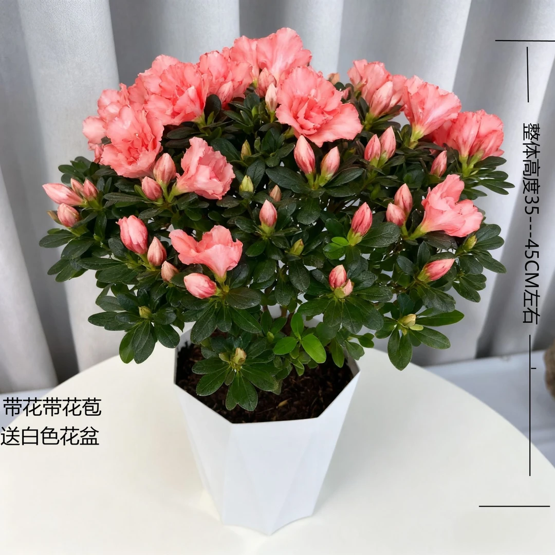 【粉杜鹃】带花带苞丛生多颗老桩盆栽室内美观好养四季开花