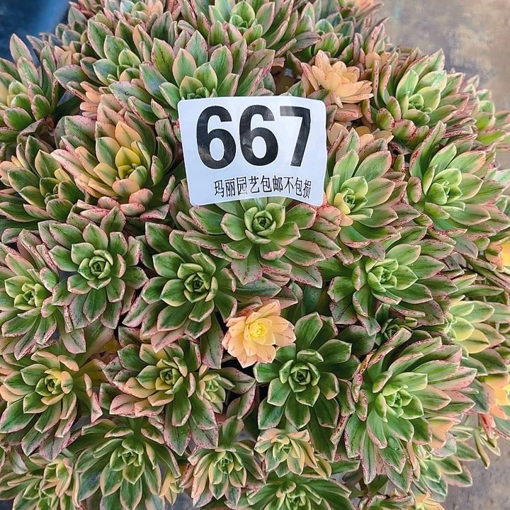 【闪购商品】先667甜茶2-9