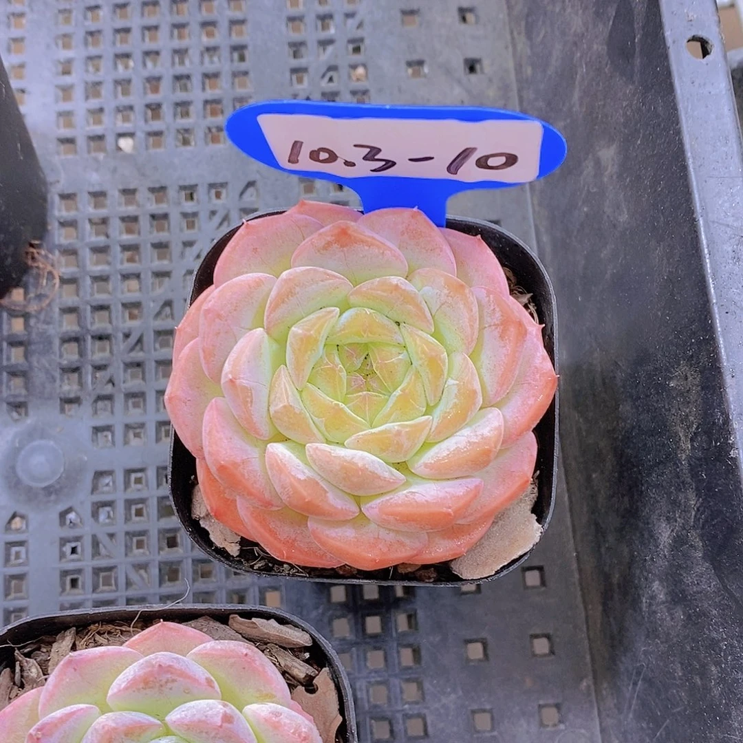 昱***语10.3-10-专拍黑方糖果雪山单头福利一颗