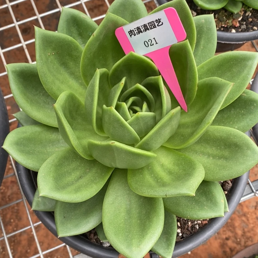 x021-多肉植物 翠花