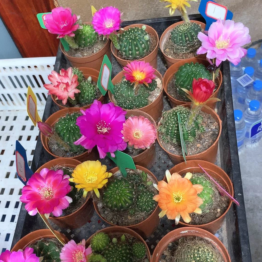 丽花15颗球有大有小摘花发货