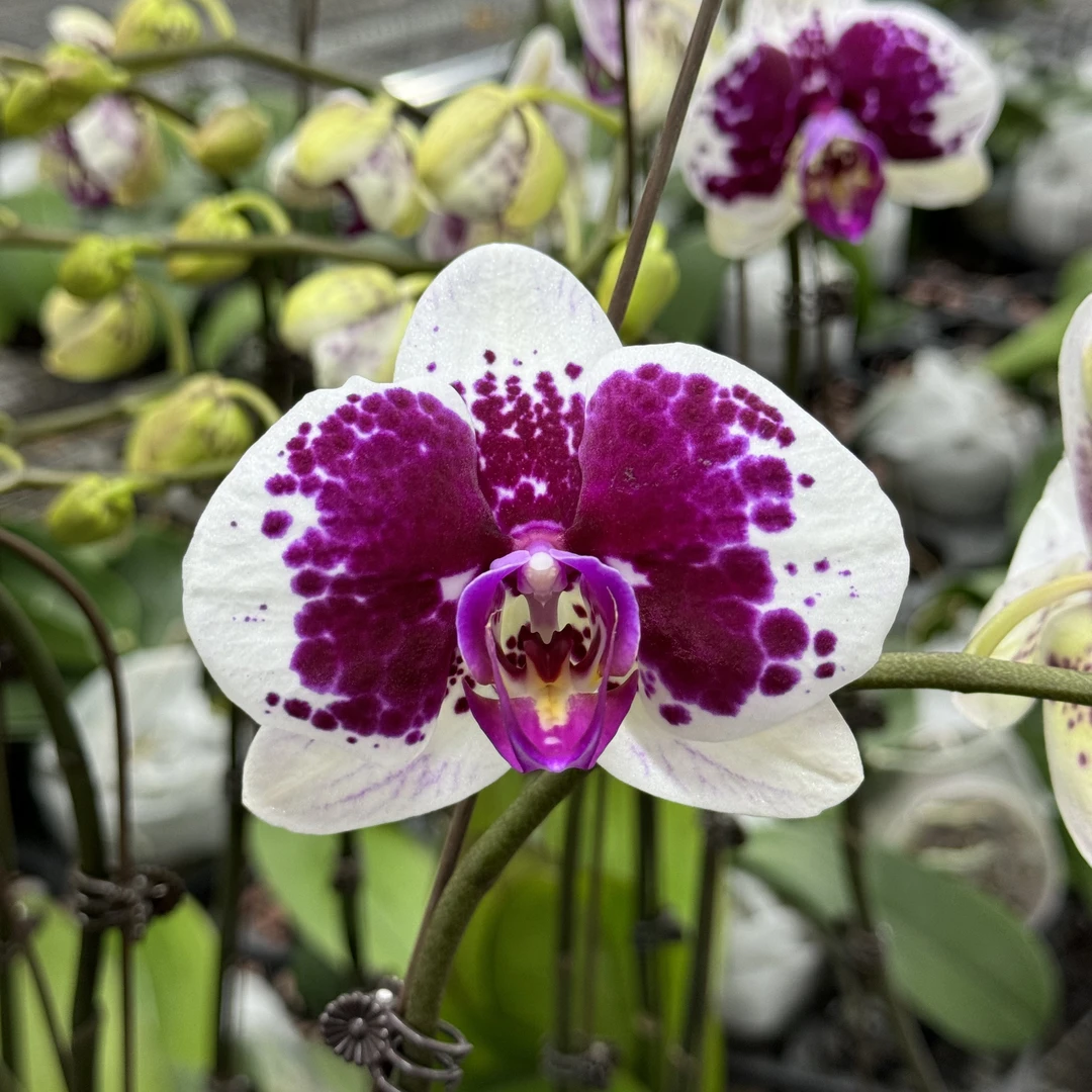 蝴蝶兰【鸿运财神】带花带花苞发货
