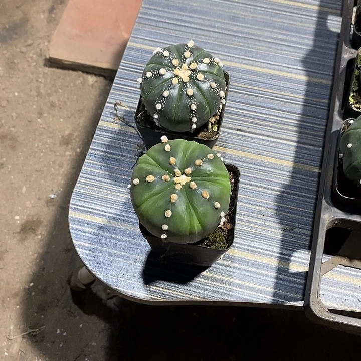 1***2组合2棵实生脱土发货
