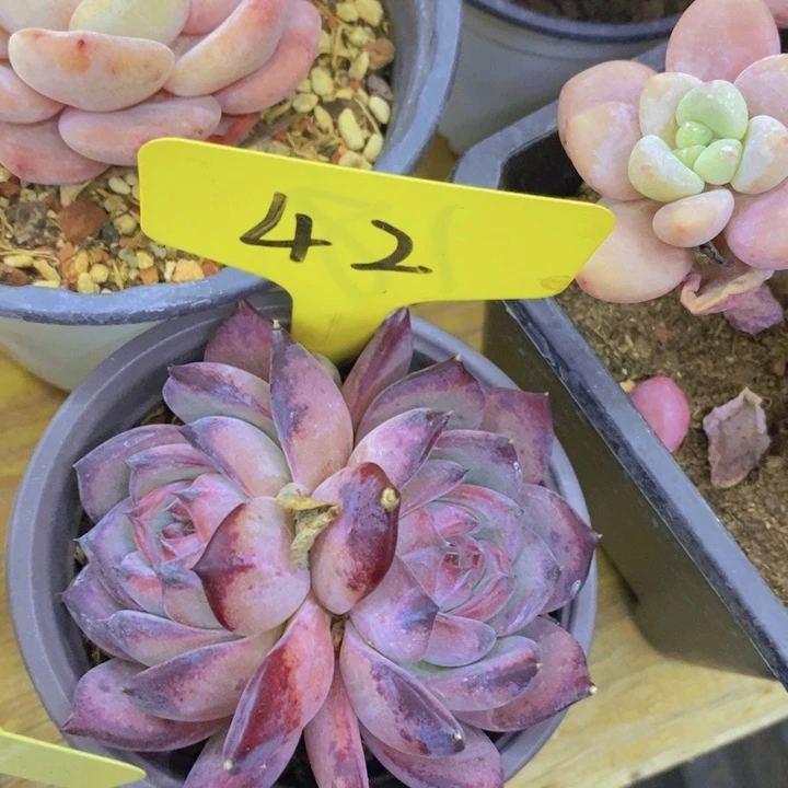 开心多肉植物多肉