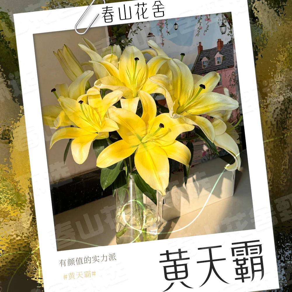 【黄天霸】赠营养液丨浓香型百合拍两单发：顺丰或冷链（送货上门）