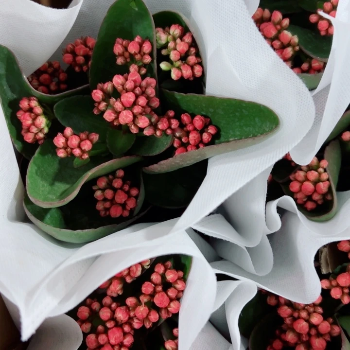 青柠长寿花一颗110口径