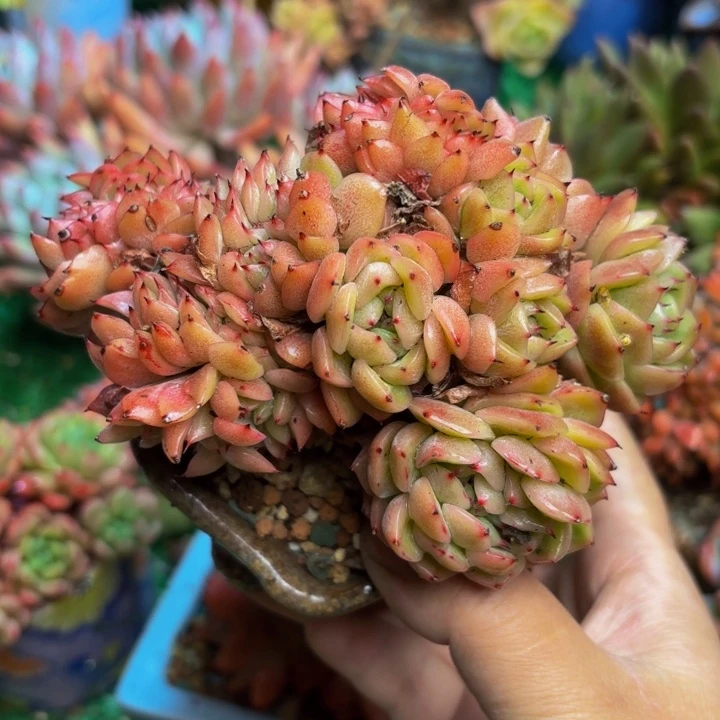 洞庭缀老桩一颗 脱土发货